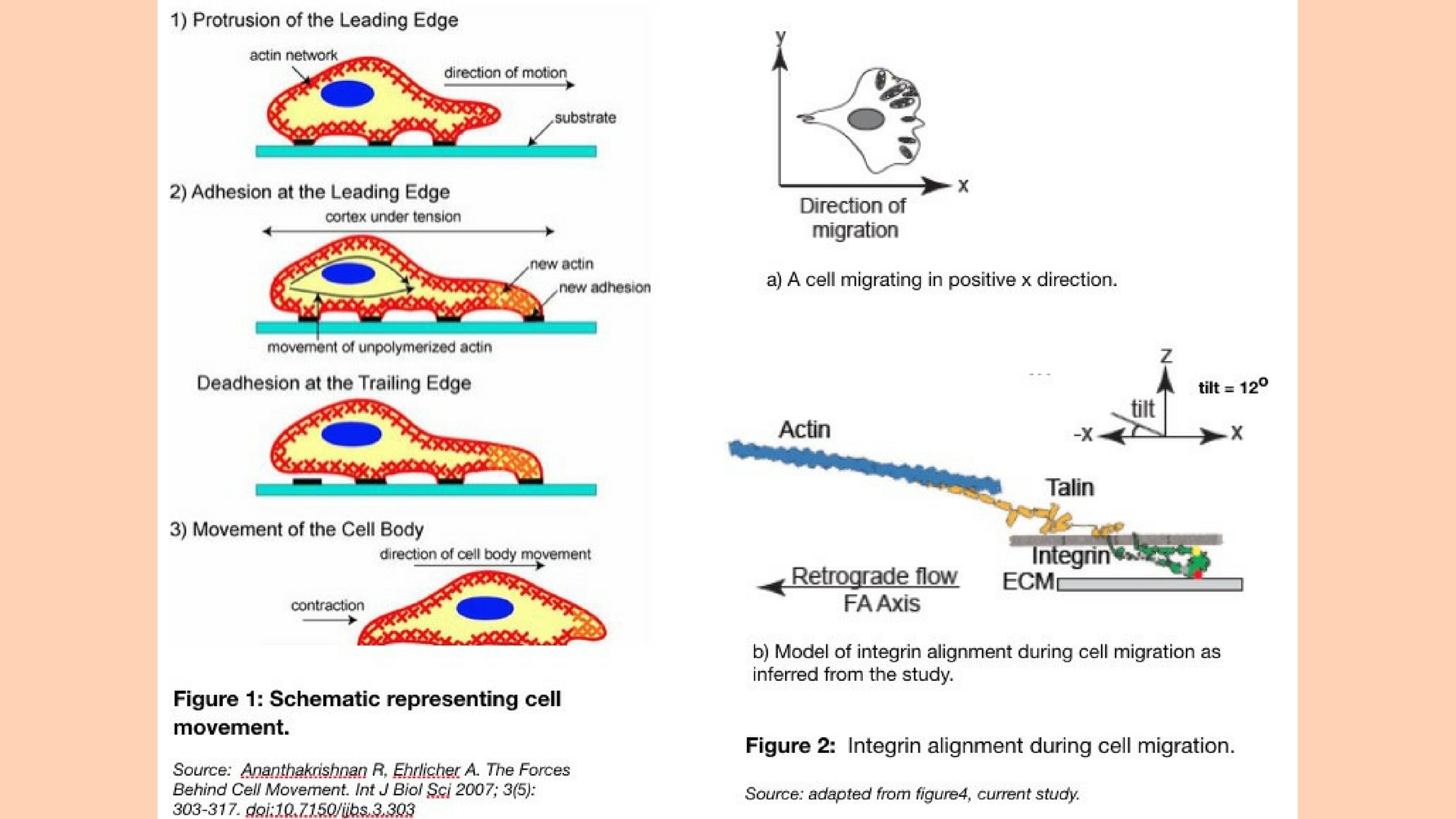 A new study reveals insights into the molecular ordering of integrins and the actin-integrin crosstalk during directed cell movement